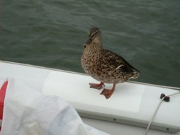 Piratenente kapert einen Cadet